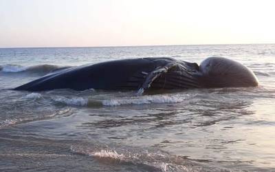 Crea Zihuatanejo comité de protección a ballenas - Noticias Locales,  Policiacas, sobre México y el Mundo | El Sol de Acapulco | Guerrero