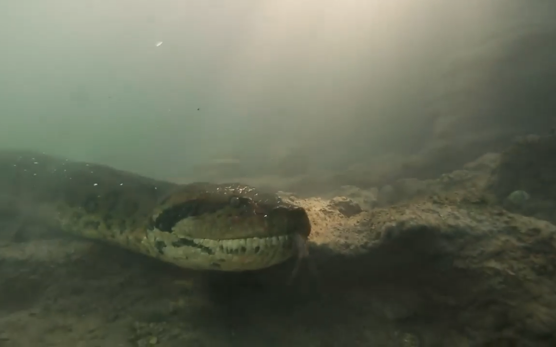 De película! Buzos captan una anaconda de 7 metros 