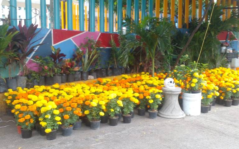 Flor china de cempasúchil compite en mercados porteños - El Sol de Acapulco  | Noticias Locales, Policiacas, sobre México, Guerrero y el Mundo